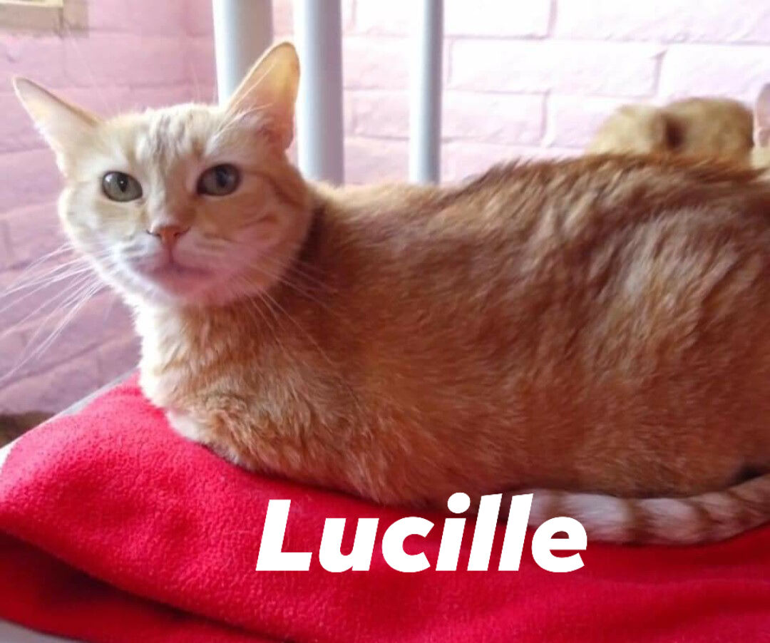 Lucille